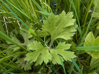 Ranunculus bulbosus