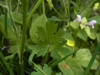 Ranunculus bulbosus