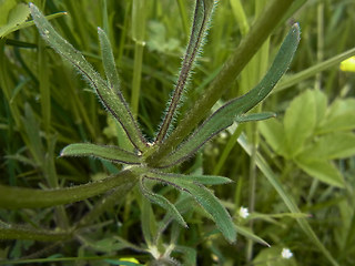 Ranunculus bulbosus