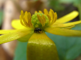 Ranunculus ficaria