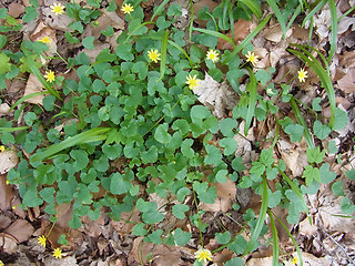 Ranunculus ficaria