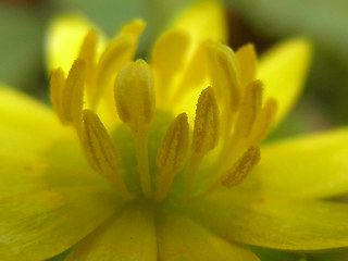 Ranunculus ficaria