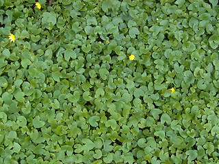 Ranunculus ficaria