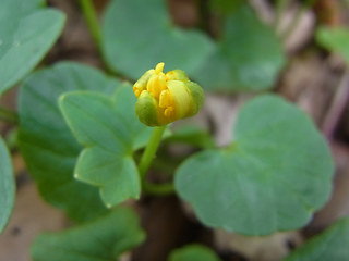 Ranunculus ficaria