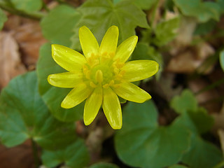 Ranunculus ficaria