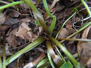 Ranunculus ficaria