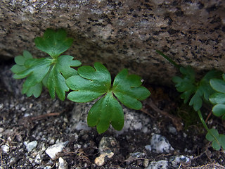 Ranunculus glacialis