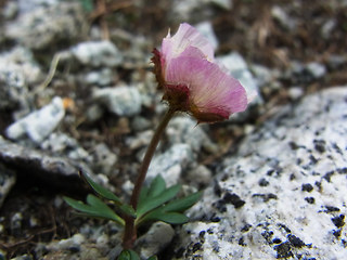 Ranunculus glacialis