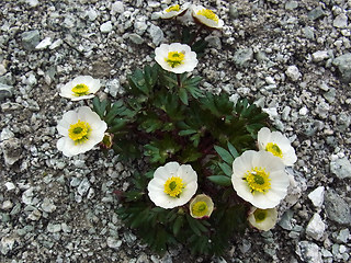 Ranunculus glacialis