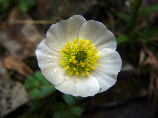 Ranunculus glacialis