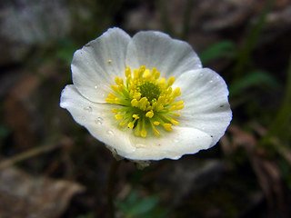 Ranunculus glacialis