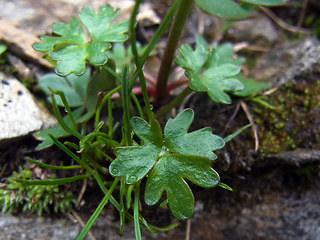 Ranunculus glacialis