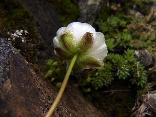 Ranunculus glacialis