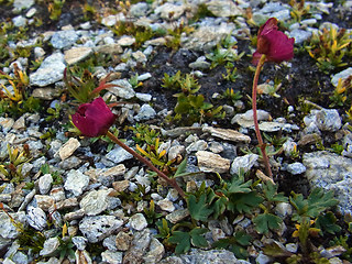 Ranunculus glacialis