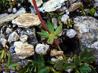 Ranunculus glacialis