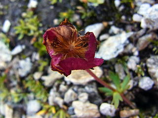 Ranunculus glacialis