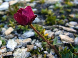 Ranunculus glacialis