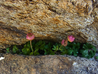 Ranunculus glacialis