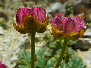 Ranunculus glacialis