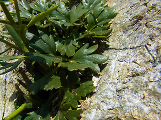 Ranunculus glacialis