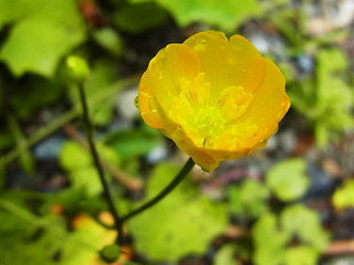 Ranunculus lanuginosus