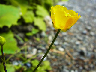 Ranunculus lanuginosus