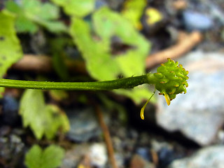 Ranunculus lanuginosus