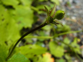 Ranunculus lanuginosus