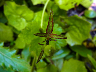 Ranunculus lanuginosus