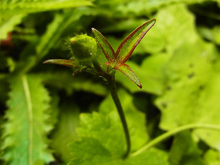 Ranunculus lanuginosus