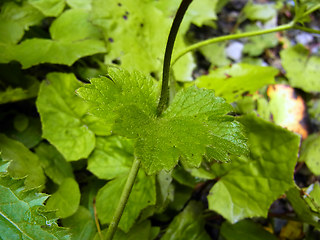 Ranunculus lanuginosus