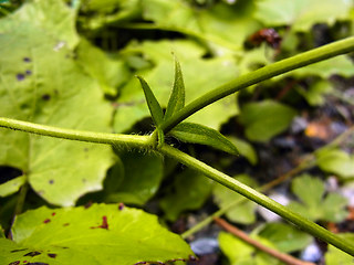 Ranunculus lanuginosus