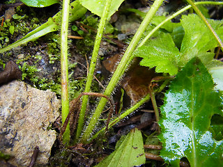 Ranunculus lanuginosus