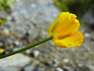 Ranunculus lanuginosus