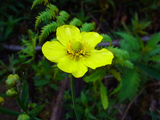 Ranunculus lingua