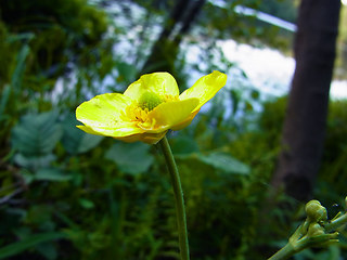 Ranunculus lingua