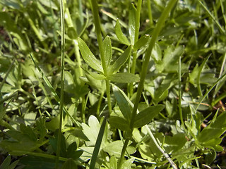 Ranunculus montanus