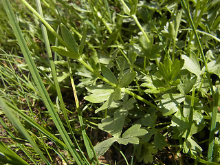 Ranunculus montanus