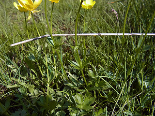 Ranunculus montanus