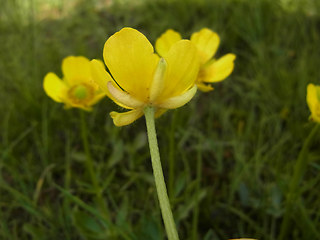 Ranunculus montanus
