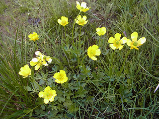 Ranunculus montanus