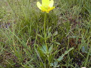 Ranunculus montanus