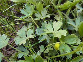 Ranunculus montanus