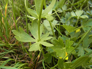 Ranunculus montanus