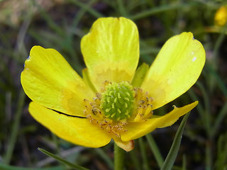 Ranunculus montanus