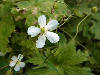 Ranunculus platanifolius