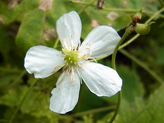 Ranunculus platanifolius