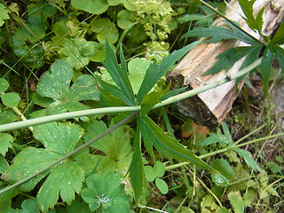Ranunculus platanifolius