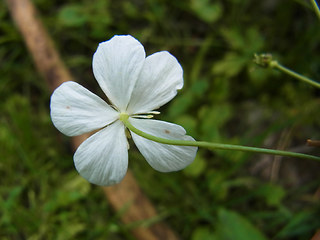 Ranunculus platanifolius