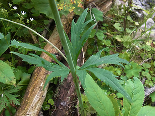 Ranunculus platanifolius